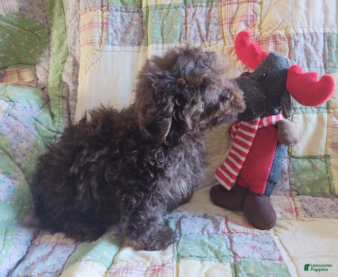 Maltipoo dogs for sale: Chocolate Joedirt  - Ad 7