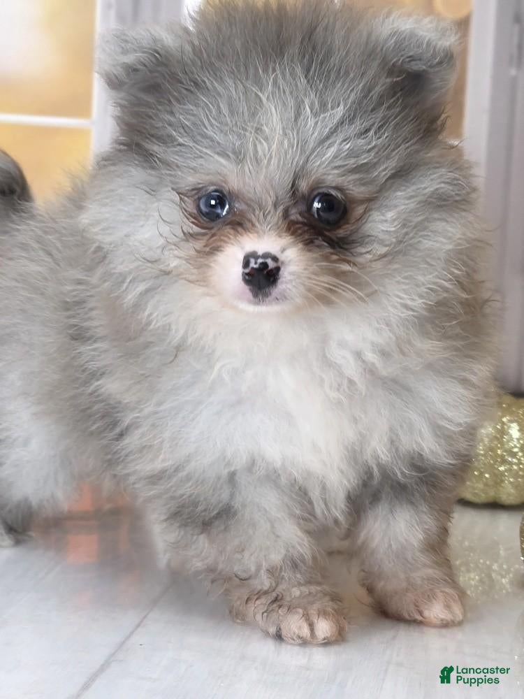 Pomeranian dogs Blueberry - Silvery Blue Merle - w/Blue Eye - Ad 1