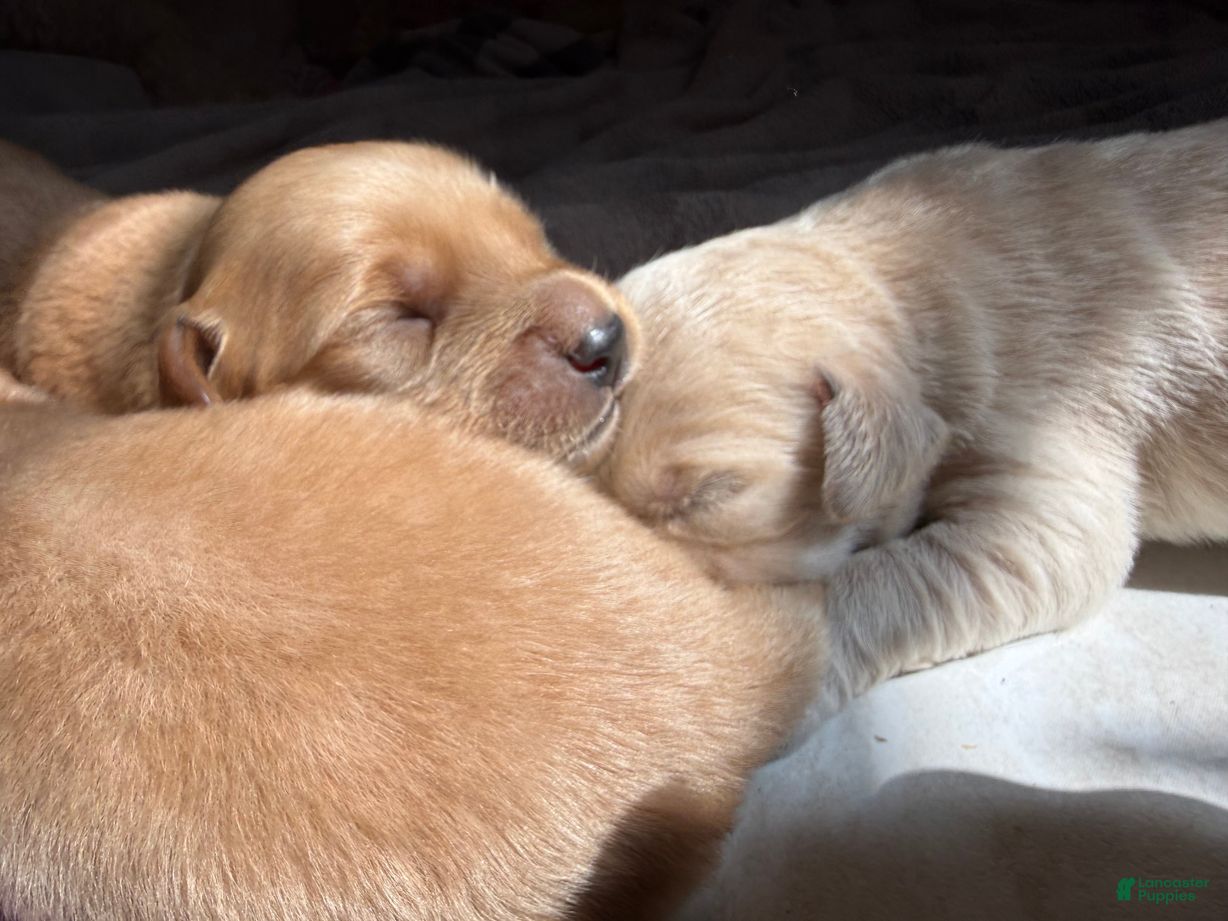 Goldendoodle dogs for sale: Simba  - Ad 3