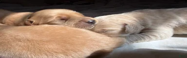 Simba 
