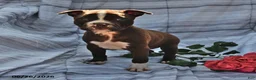Boston Terrier dogs for sale: Jane Red and White - Ad 3