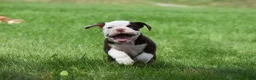 Beabull dogs for sale: Quinn - Ad 10