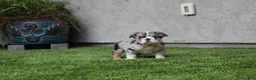 English Bulldog dogs for sale: English Bulldog 1 - Ad 10