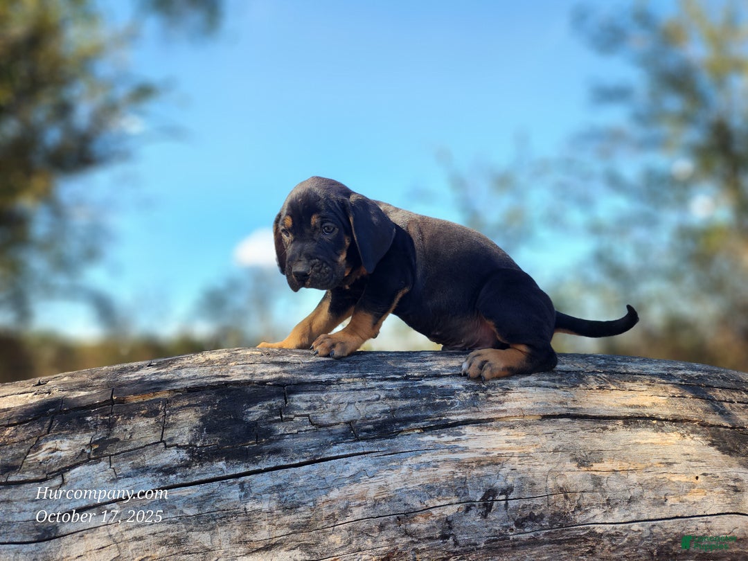 Mixed Breed dogs for sale: Fall 2025 Bloodahoula Male 1 - Ad 9