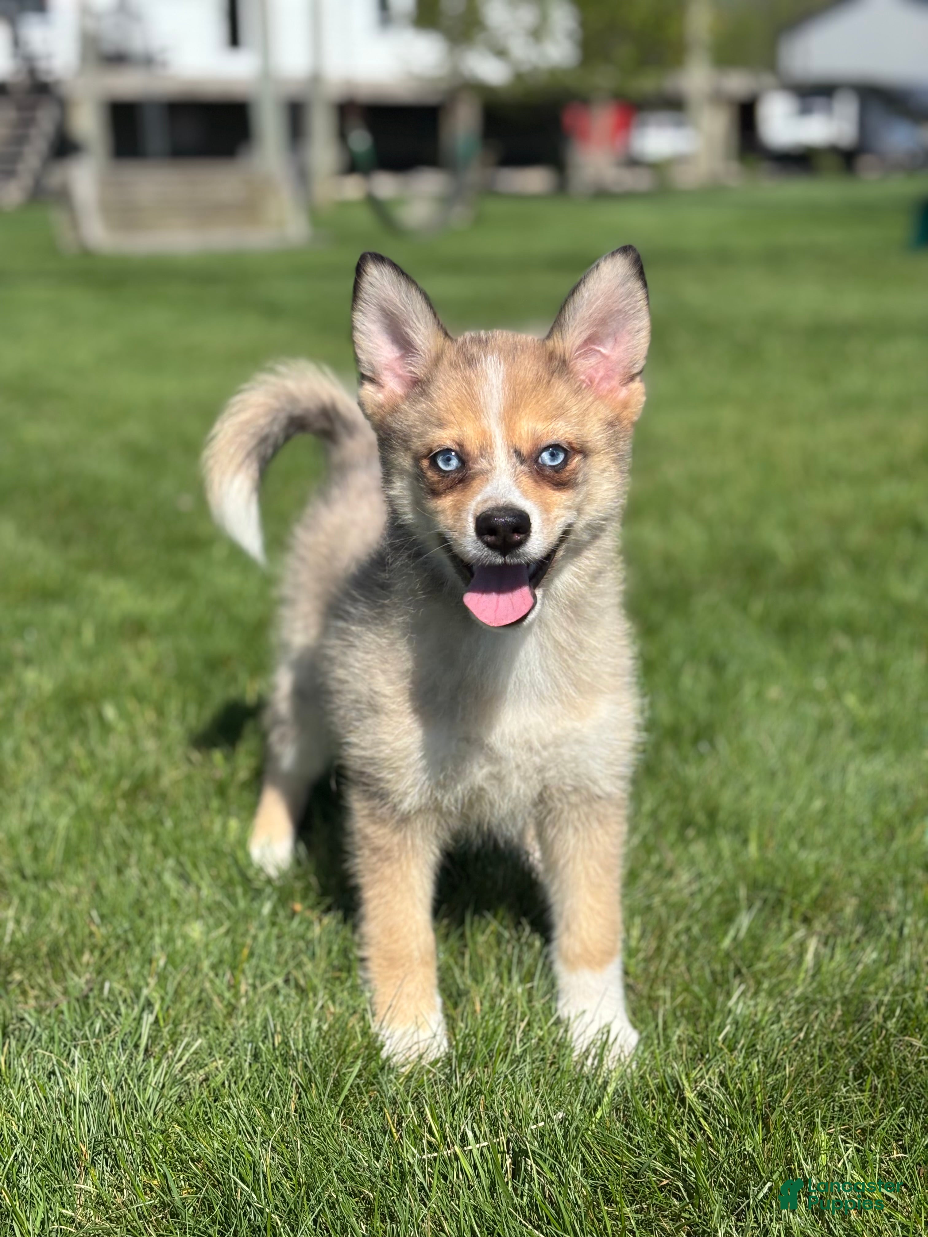 Pomsky dogs Delilah - Ad 1