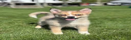 Pomsky dogs for sale: Delilah - Ad 1