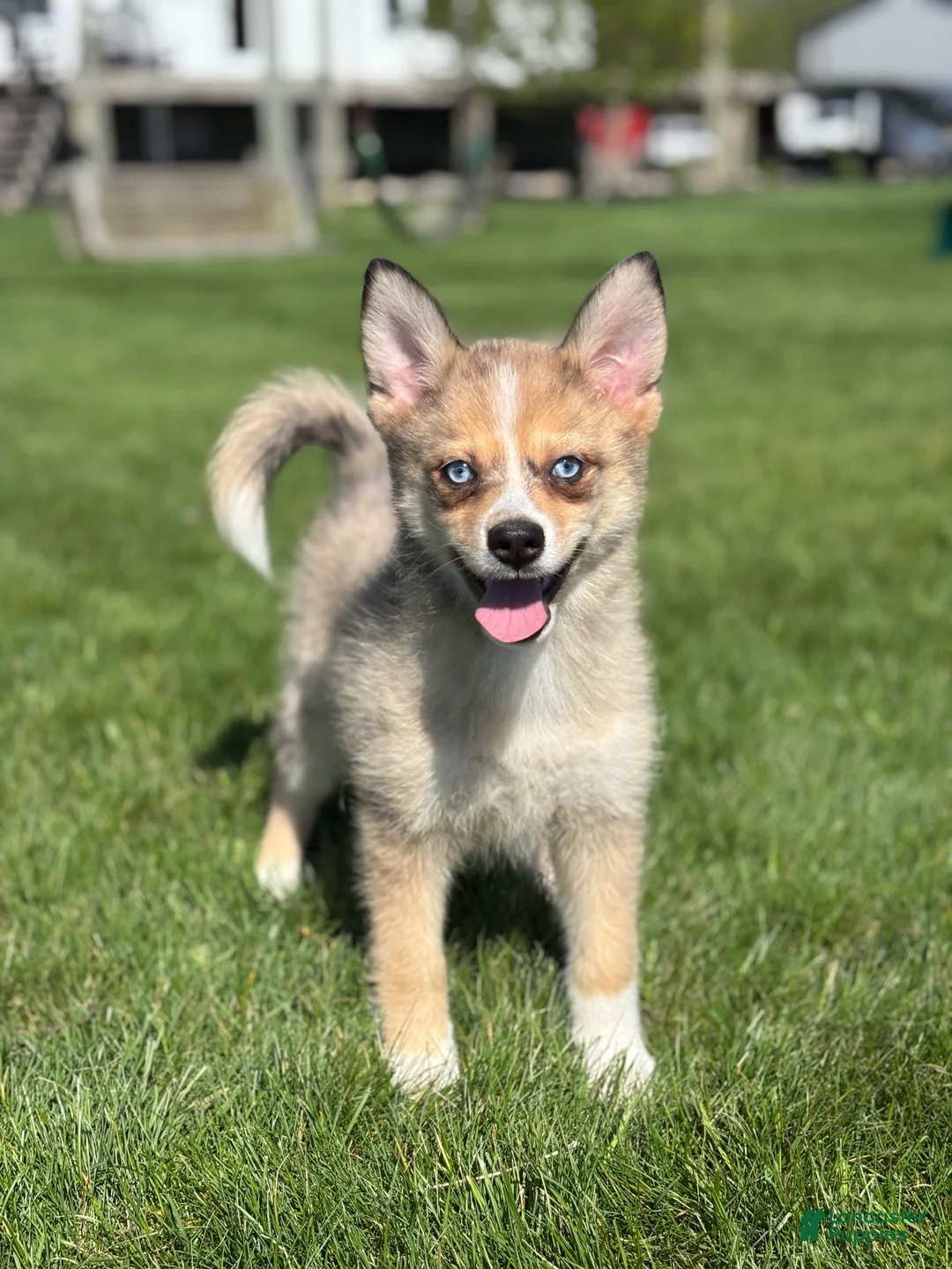 Pomsky dogs for sale: Delilah - Ad 1