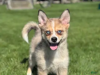 Pomsky dogs for sale: Delilah - Ad 1