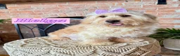 Mini Goldendoodle dogs for sale: Hudson - Mini Goldendoodle - Ad 3