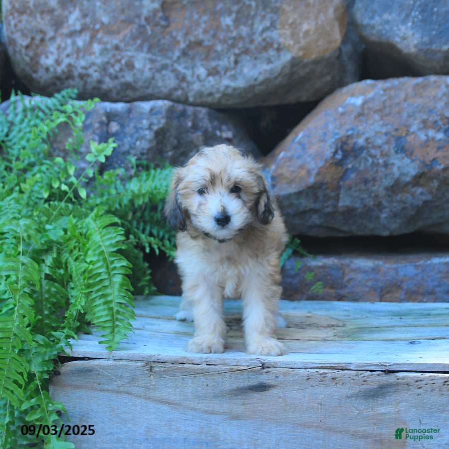 Mini Goldendoodle dogs Kamila - Ad 42