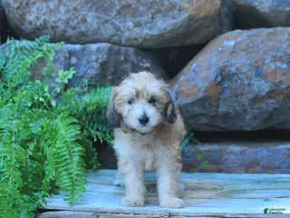 Mini Goldendoodle dogs Kamila - Ad 37