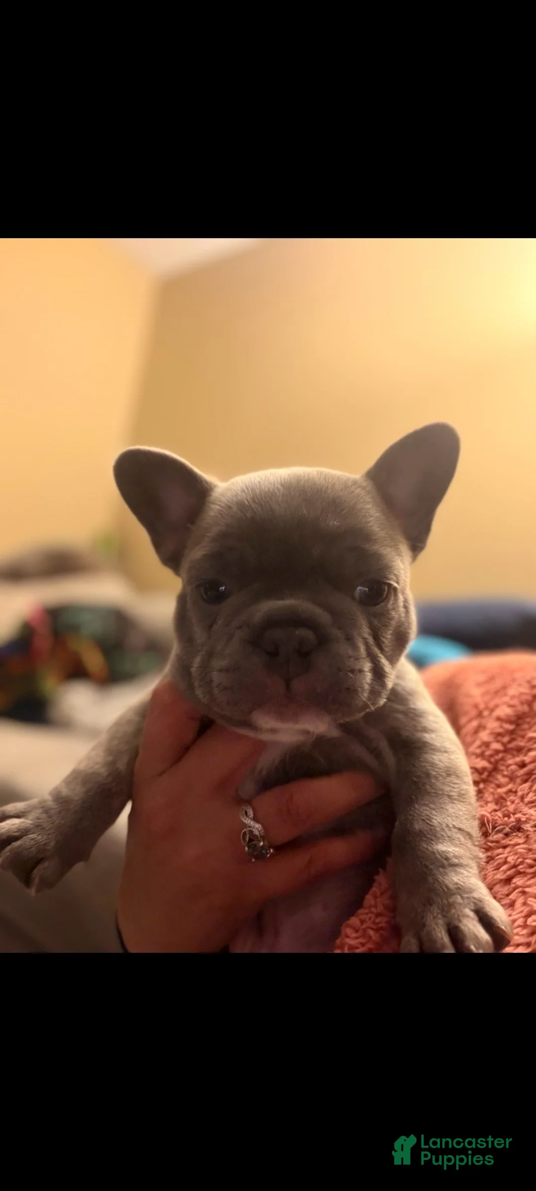 French Bulldog dogs for sale: Stormy - Ad 5