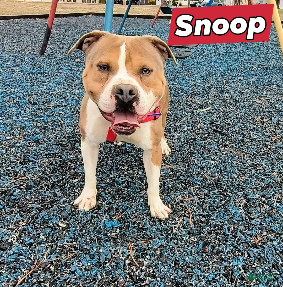 American Bully dogs for sale: American Bully Puppy 1 - Ad 7