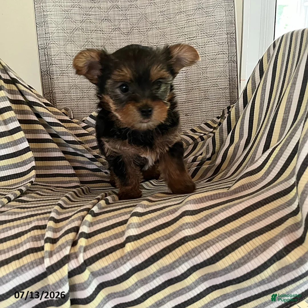 Yorkshire Terrier dogs for sale: Makayla - Ad 1
