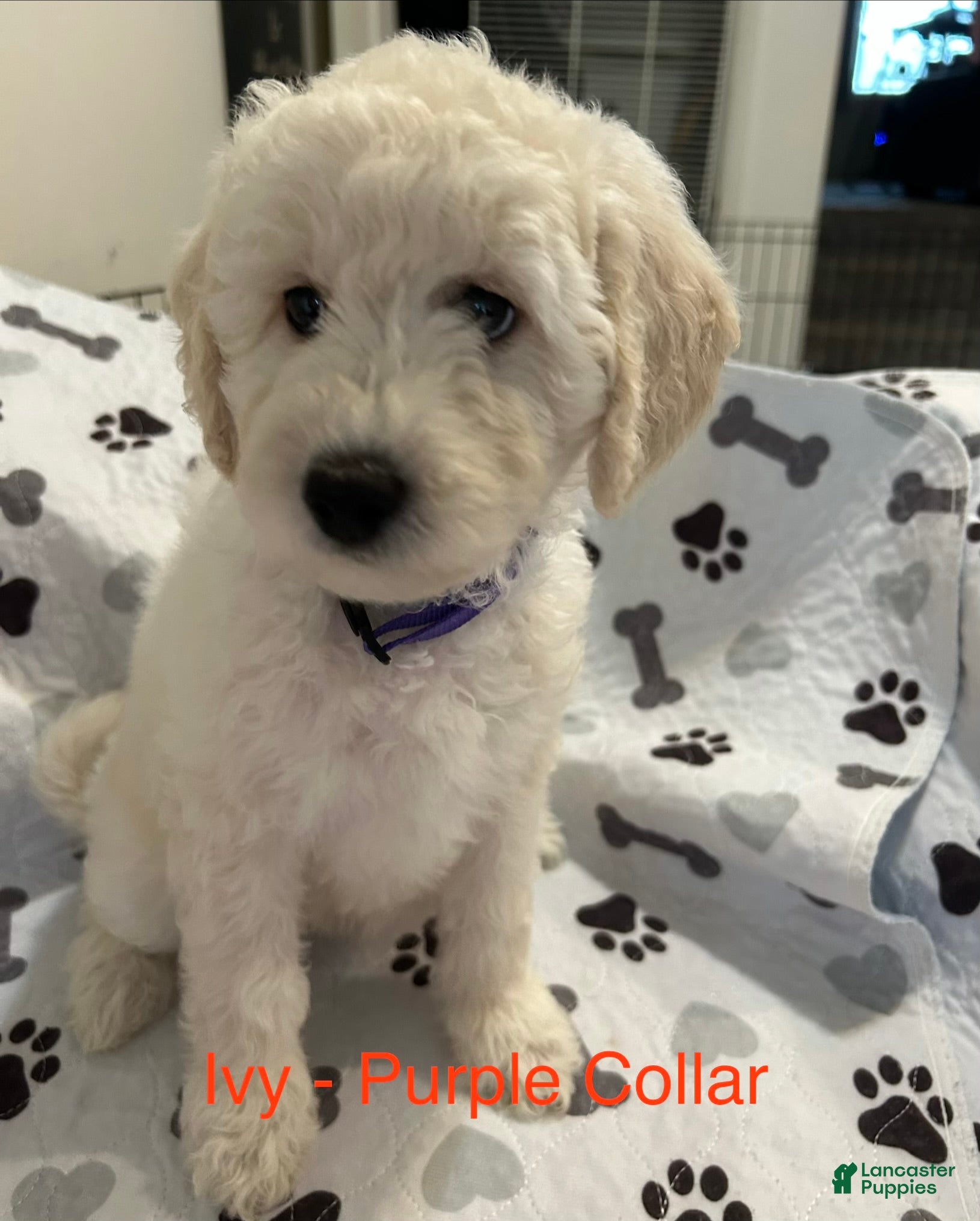 Goldendoodle dogs Ivy Purple Female Goldendoodle  - Ad 7