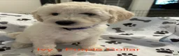 Goldendoodle dogs for sale: Ivy Purple Female Goldendoodle  - Ad 1