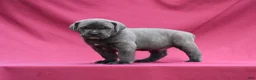 Cane Corso dogs for sale: Enzo - Ad 6