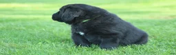 Newfoundland dogs for sale: Hugo - Ad 4
