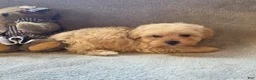 Maltipoo dogs for sale: Ruby - Ad 9