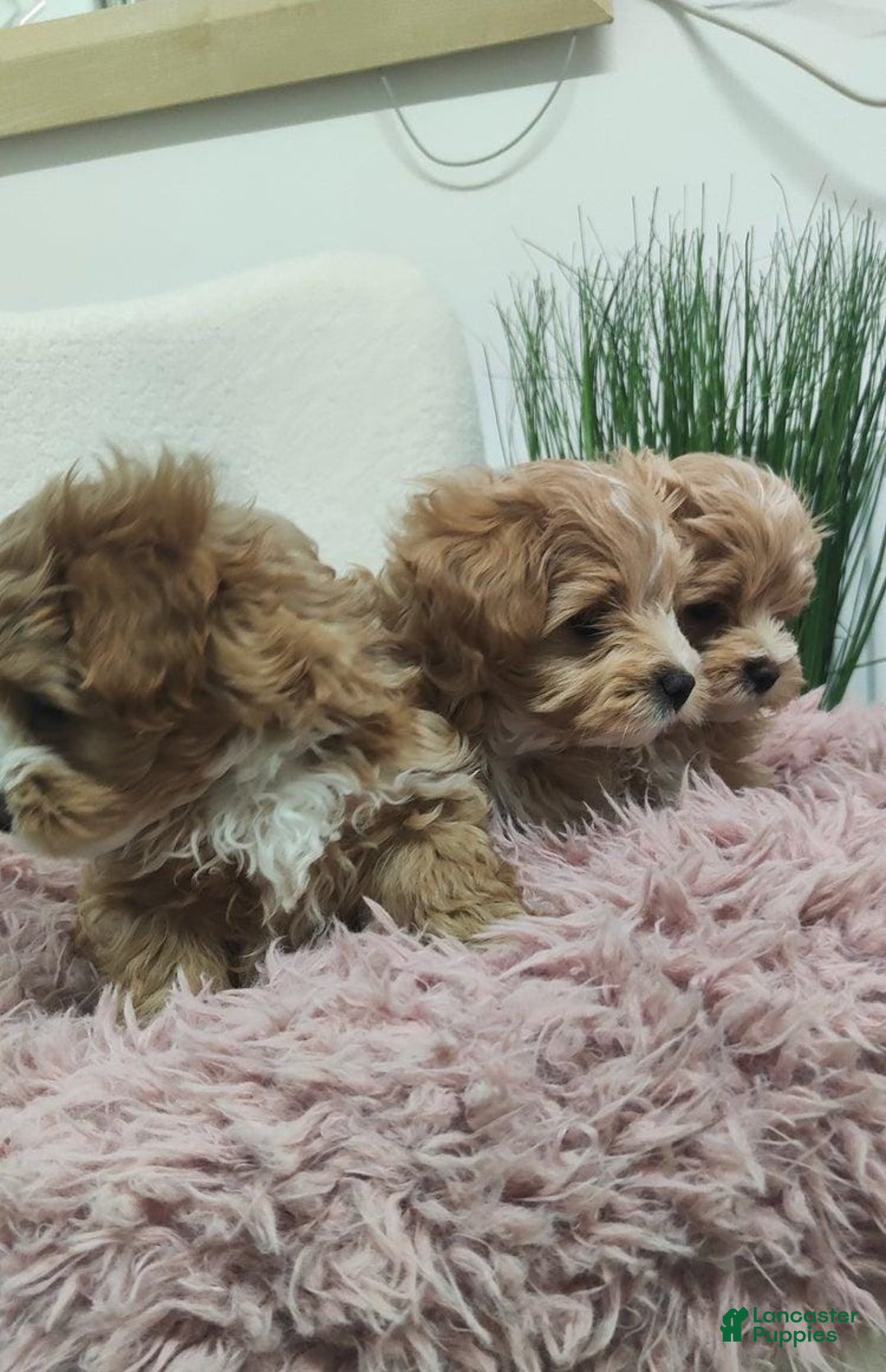 Maltipoo dogs for sale: Ella - Ad 5