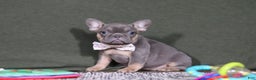 French Bulldog dogs for sale: Navy - Ad 4