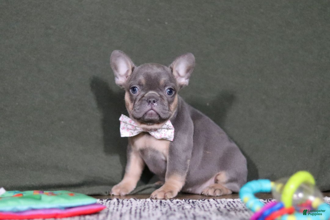 French Bulldog dogs for sale: Navy - Ad 4