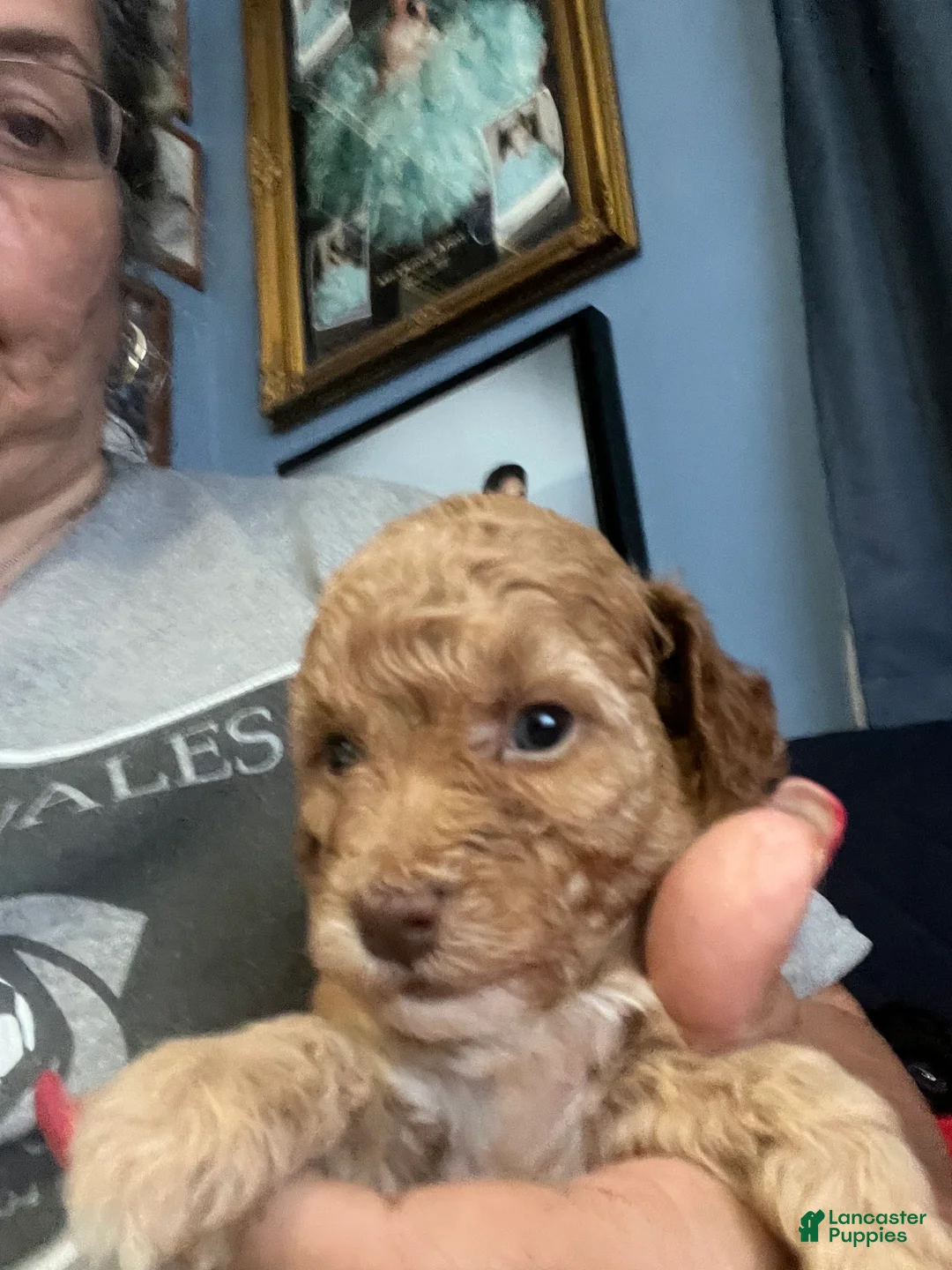 Miniature Poodle dogs for sale: Petal - Ad 2