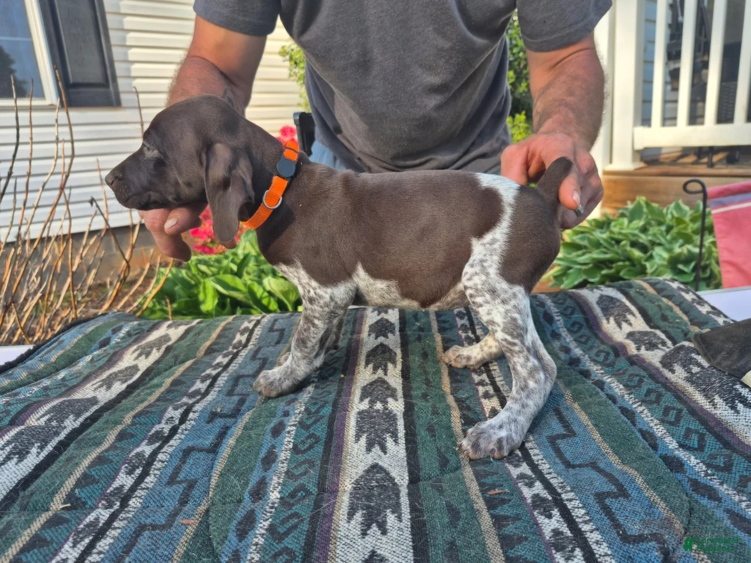 German Shorthaired Pointer dogs for sale: German Shorthaired Pointer Puppy 2 - Ad 2