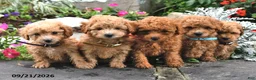 Bichpoo dogs for sale: Tiffany - Ad 5