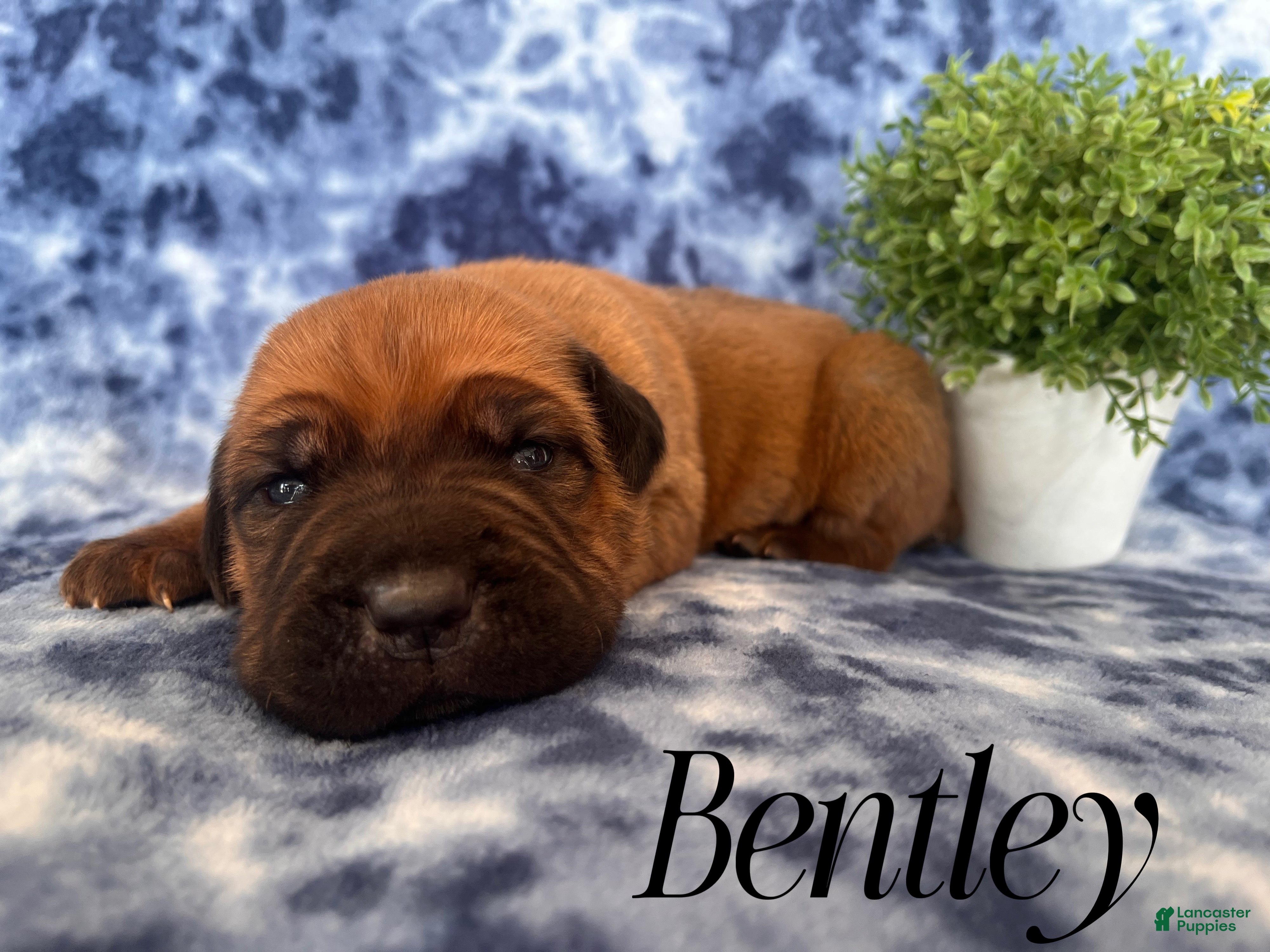 Cane Corso dogs Bentley - Ad 20