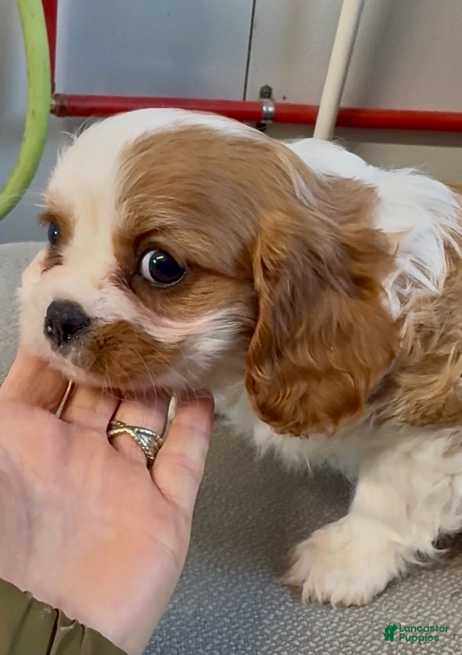 Cavalier King Charles Spaniel dogs Cammy - Ad 19