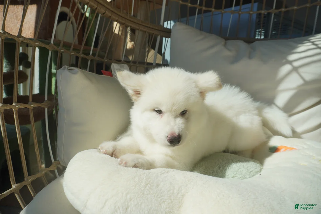 Alaskan Malamute dogs for sale: Coconut - Ad 5