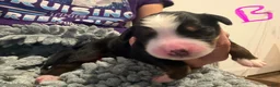 Bernese Mountain Dog dogs for sale: Pink - Ad 3