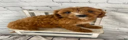 Cavapoo dogs for sale: Teddy - Ad 3