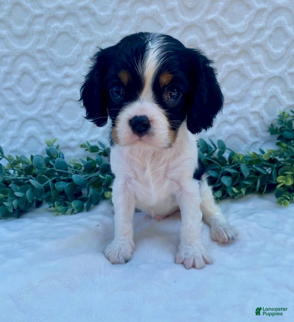 Cavalier King Charles Spaniel dogs George- genetic clear - Ad 1