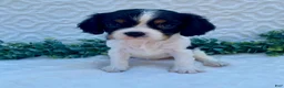 Cavalier King Charles Spaniel dogs for sale: George- genetic clear - Ad 1