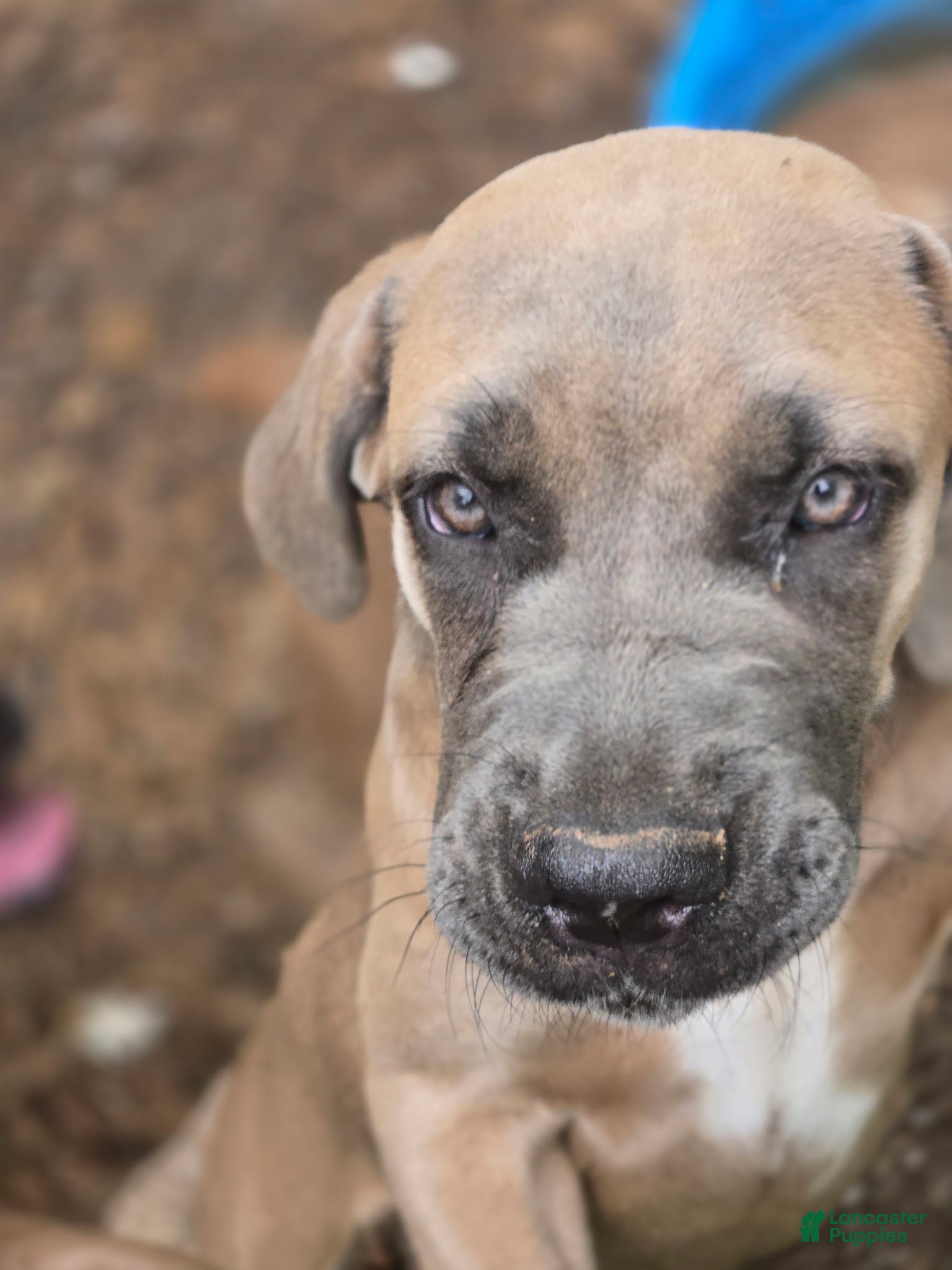 Cane Corso dogs Cane Corso 2 - Ad 2