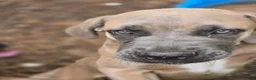 Cane Corso dogs for sale: Cane Corso 2 - Ad 2