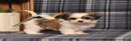 Teddy Bear dogs for sale: Flicka - Ad 2