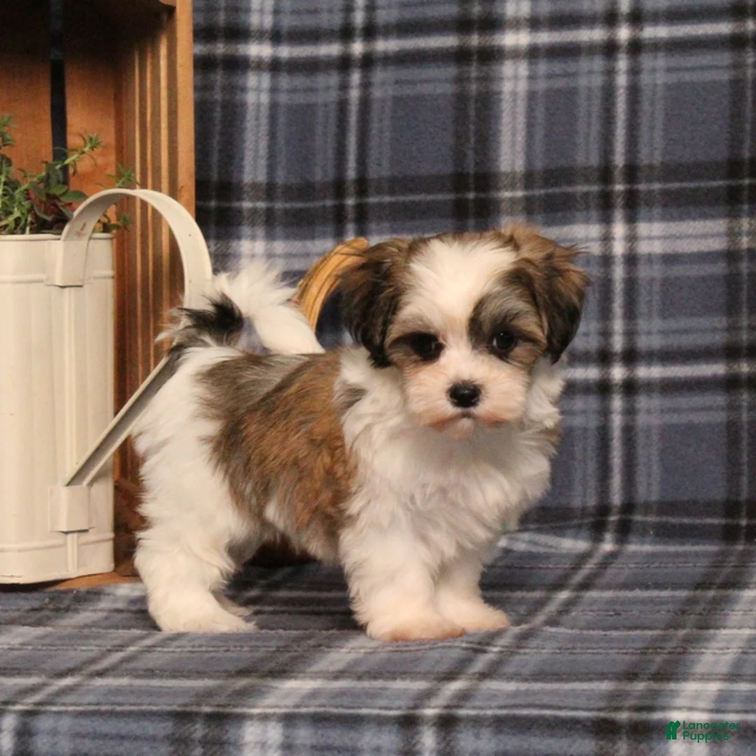 Teddy Bear dogs for sale: Flicka - Ad 2
