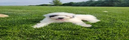 Portuguese Water Dog dogs for sale: Maverick  - Ad 1