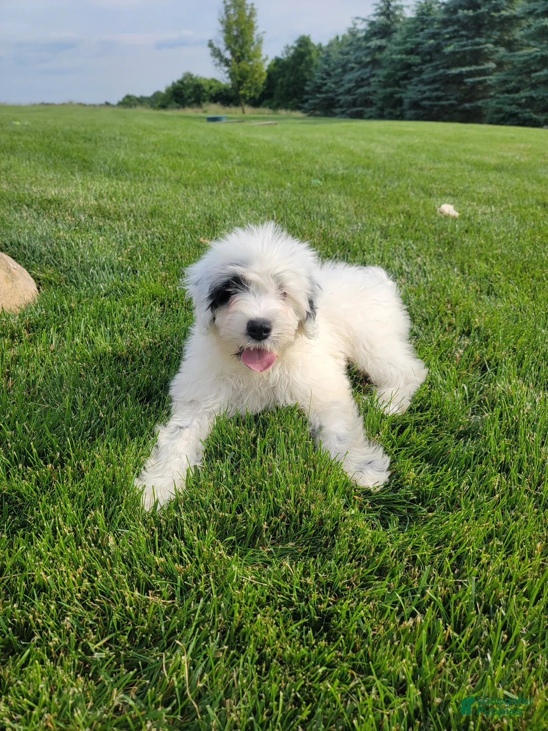 Portuguese Water Dog dogs for sale: Maverick  - Ad 1