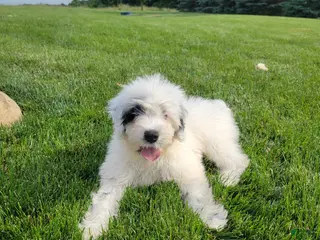 Portuguese Water Dog dogs for sale: Maverick - Ad 1