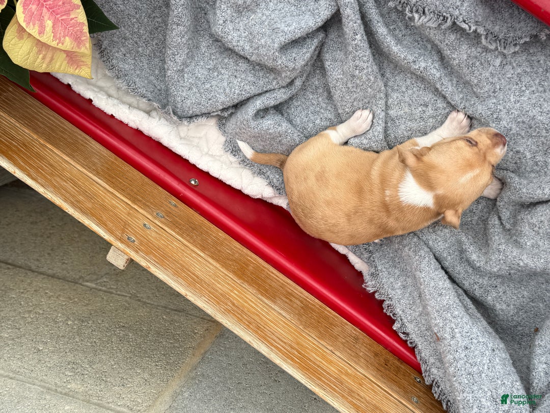 Chihuahua dogs for sale: Cookie - Ad 11