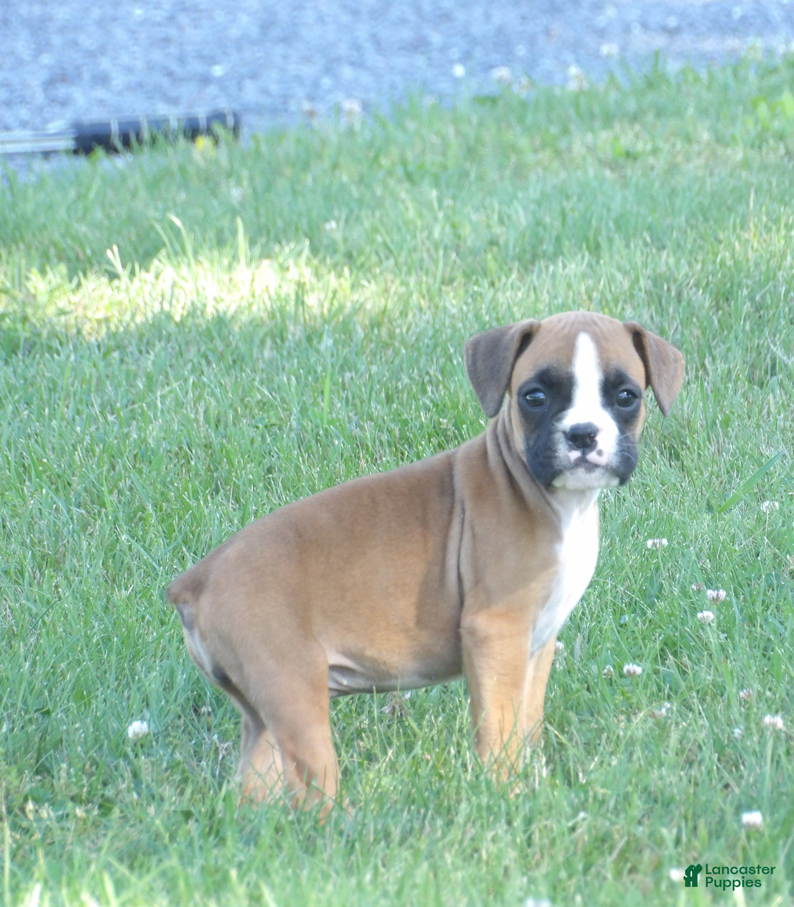 Boxer dogs Liz - Ad 5