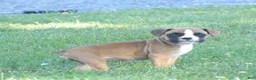 Boxer dogs for sale: Liz - Ad 1