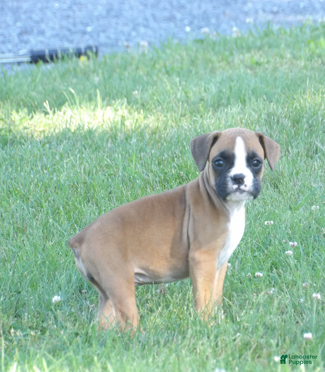 Boxer dogs for sale: Liz - Ad 1