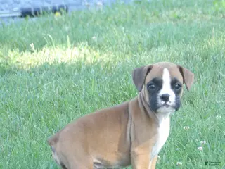 Boxer dogs Liz - Ad 41