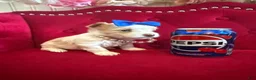 Yorkshire Terrier dogs for sale: Mango - Ad 10