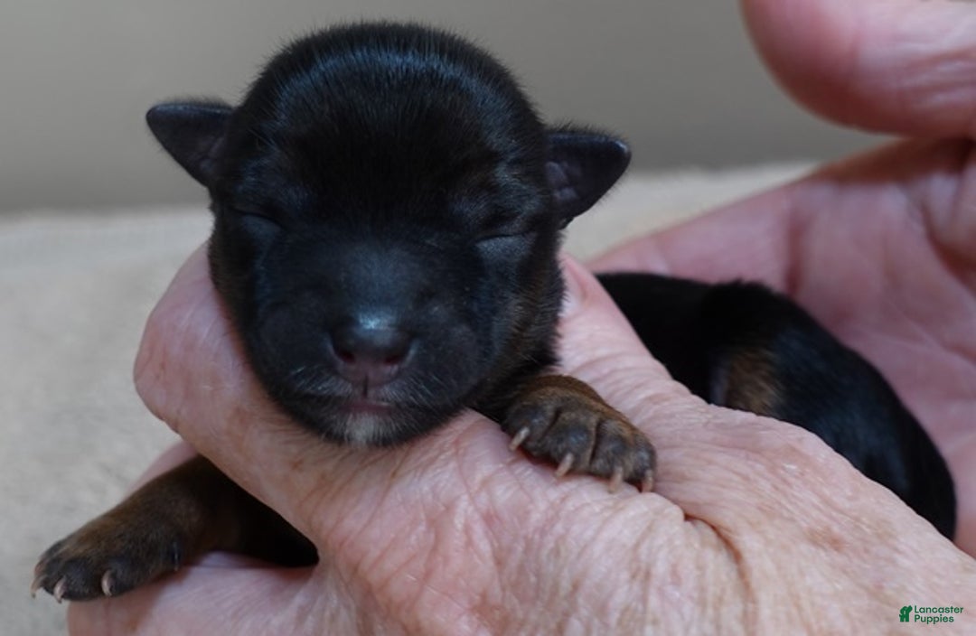 Yorkshire Terrier dogs for sale: Bali - Ad 8